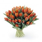 Tulpen oranje