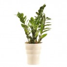 Zamioculcas in pot