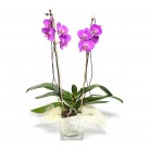 Orchidee paars in pot