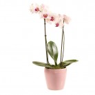 Orchidee roze in pot