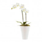 Orchidee wit in pot