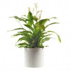 Spathiphyllum in pot